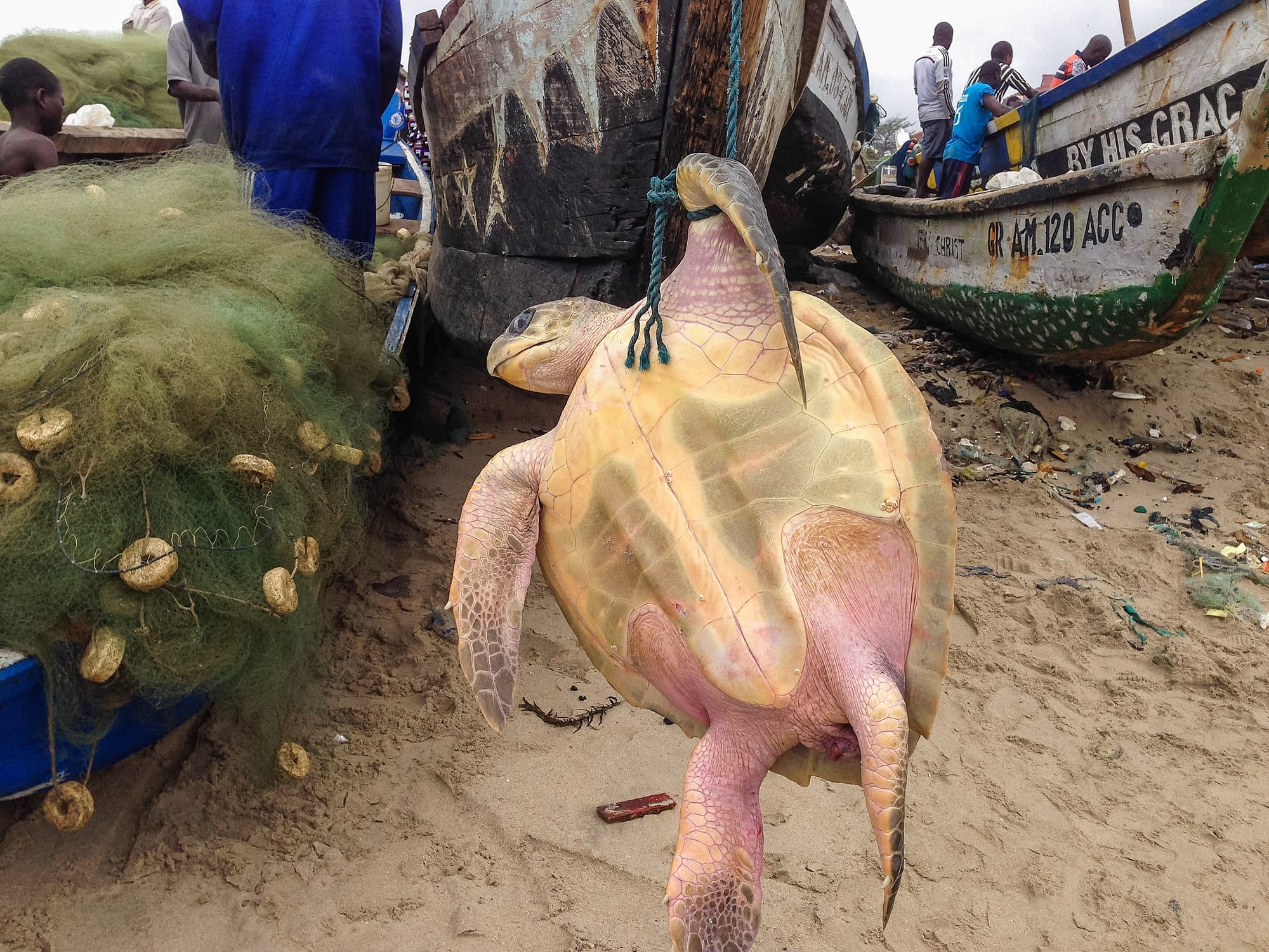 Over Half The World’s Turtles At Risk Of Extinction