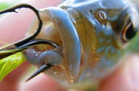 Fish Feel! What the documentary ‘Seaspiracy’ Has Taught Us.