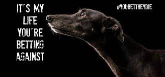 Greyhound Racing Going To The Dogs In New Zealand