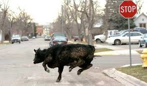 They Are Not Yours To Roast: Animals Who Flee The Slaughterhouse