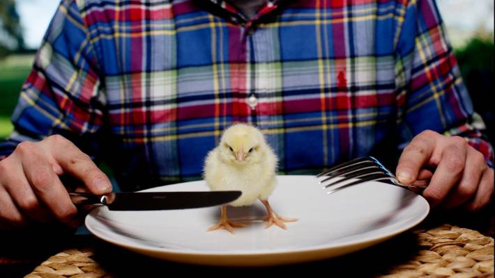 The Madness of Eating Animals (Video)
