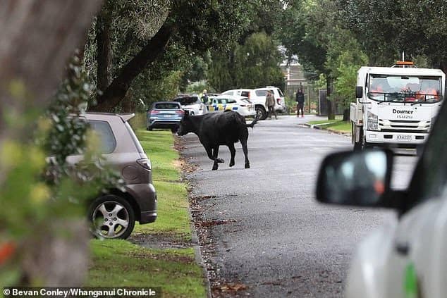 ‘Veganism Will Fix Our Souls’ – New Zealand cows who tried to flee a slaughterhouse