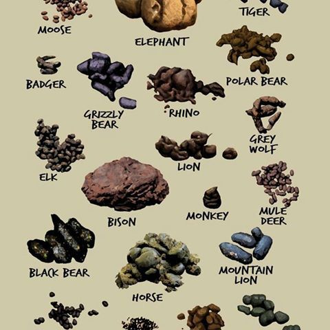 POO CLUES, by Christine Rose