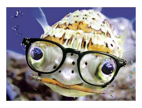 Fish Are Way Smarter Than We Think