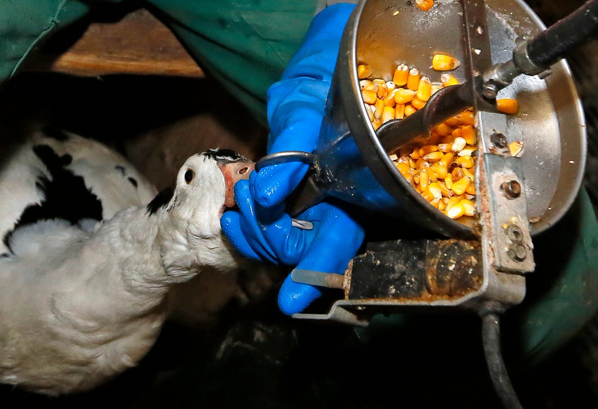 Their foie gras won a medal, but this is how their ducks are treated!