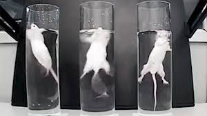 Ban the cruel and worthless ‘Forced Swim’ experiment