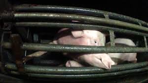 From Dingley Dell to Hell: The Ethical Pork Myth