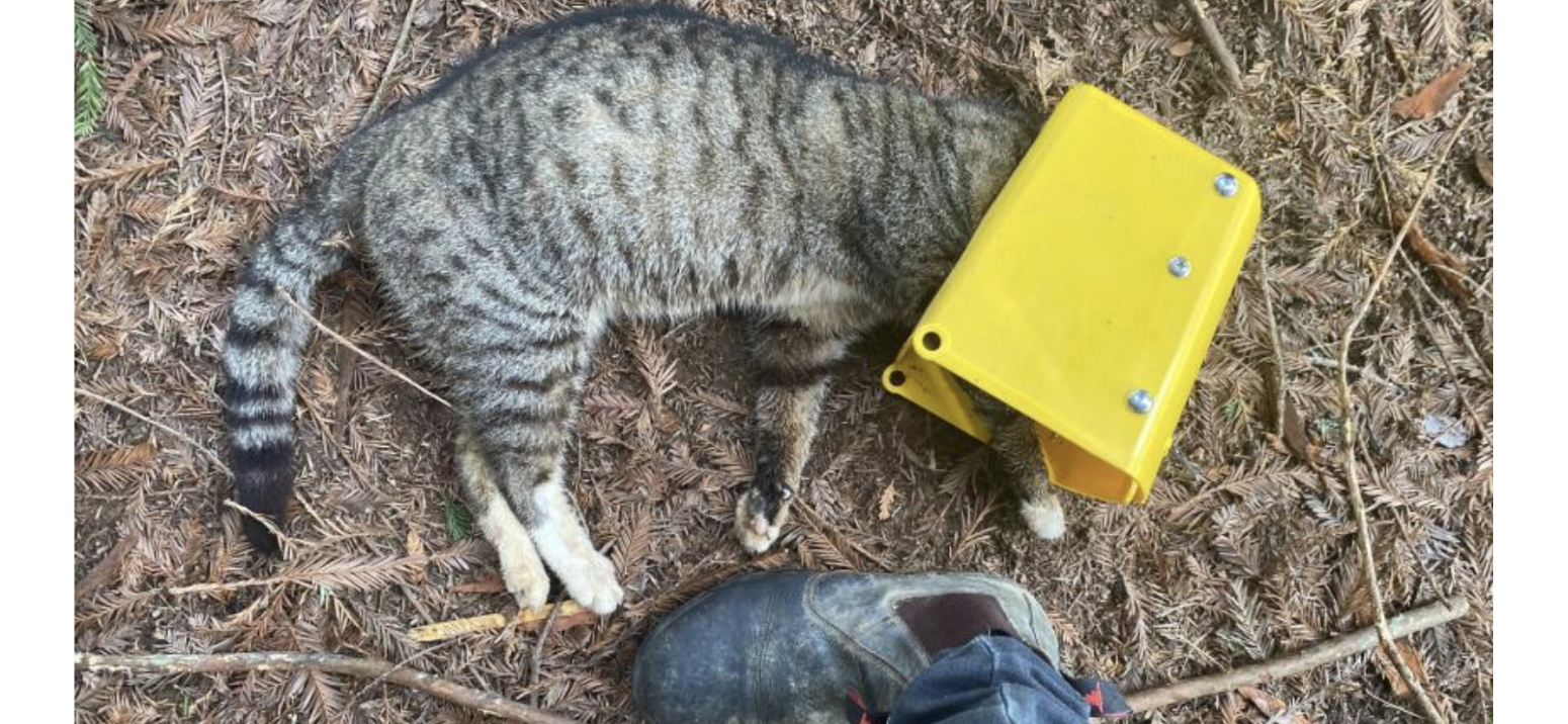 Keep Your Kitties Close – Why Predator Free 2050 Is So Wrong, by Danette Wereta