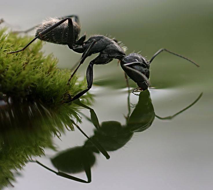 ‘An Earth Without Insects?’