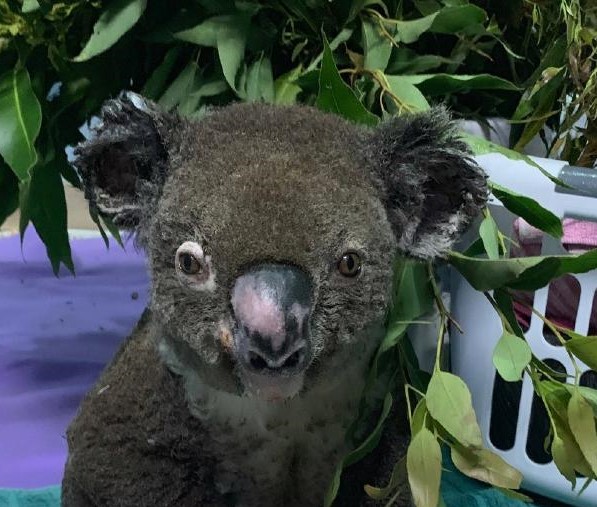 In the wake of Lewis the Koala’s death, there is Hope
