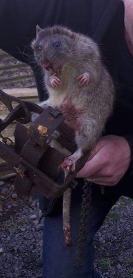 Hunters in Lockdown show ‘sickening lack of empathy’