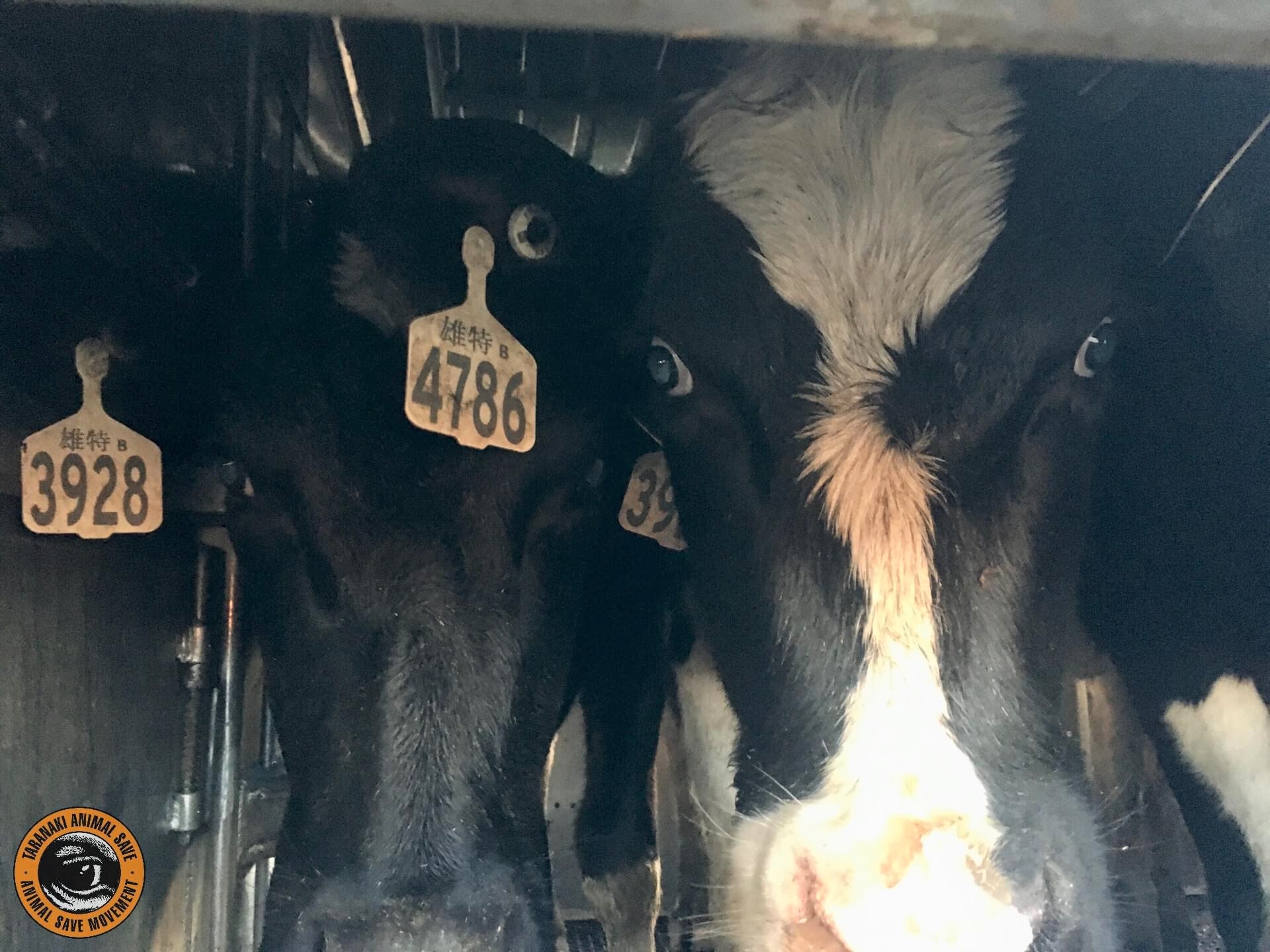 Live Export – One Of The Cruellest Things We Can Do To Animals