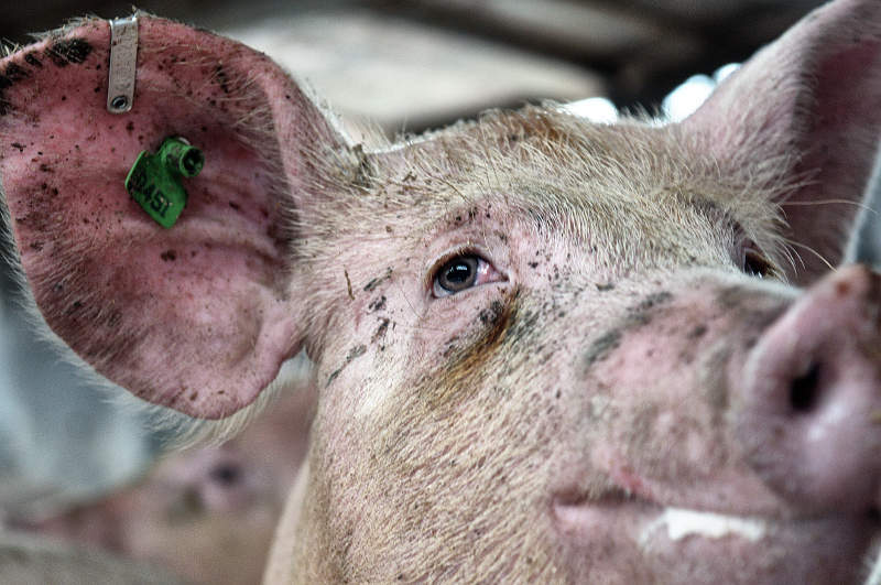 Laurie Turunen: ‘What kind of loving person would choose to eat a tortured animal’?