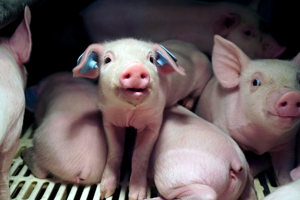 WANTED BY THE FBI: TWO PIGLETS