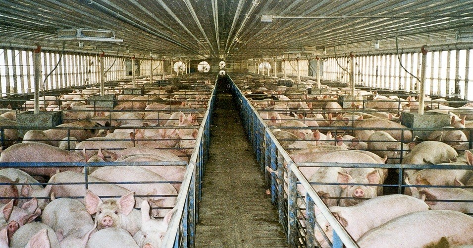 Vegan Presidential Contender Wants To Ditch Factory Farms