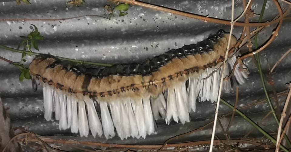 Little Darlings In Our Shed, by Christine Rose