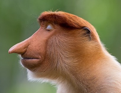 Winners of Wildlife Photography of the Year, 2021