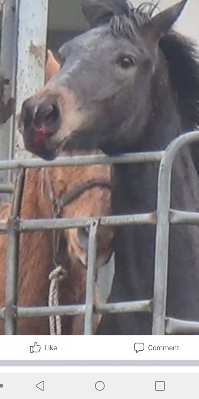 The Horse Who Couldn’t Run Fast Enough – The Sad Fate of Wonder Dreamer’s Foal