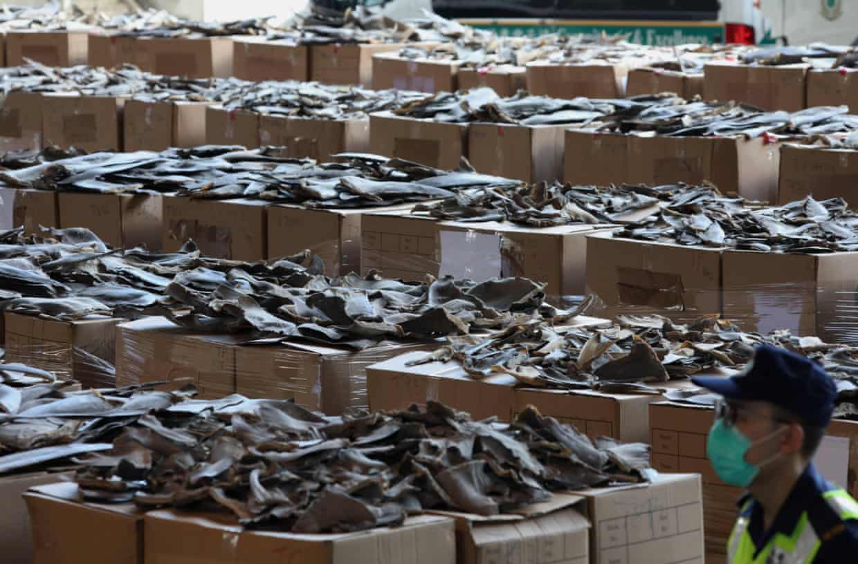 Viscous soup should be Vicious soup. The horror of shark finning.
