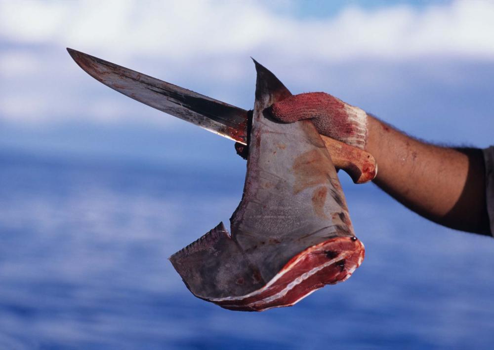 Cruel but lucrative shark finning still practiced worldwide to supply Asian market