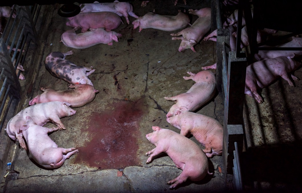 Slaughterhouse workers also deserve our compassion