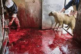 The psychological toll on Slaughterhouse Workers