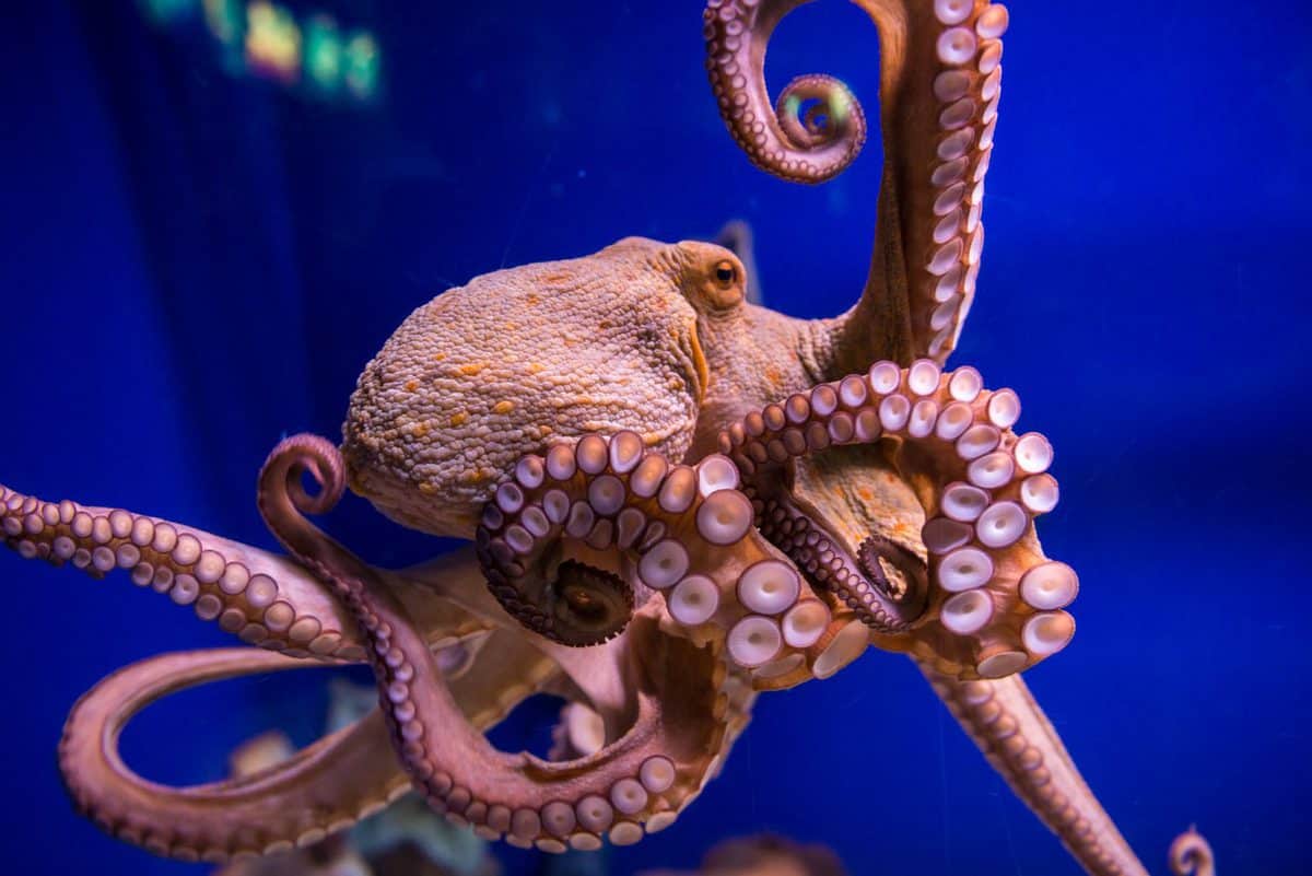 ‘Evolution Built Minds Twice Over’ – The Amazing Octopus