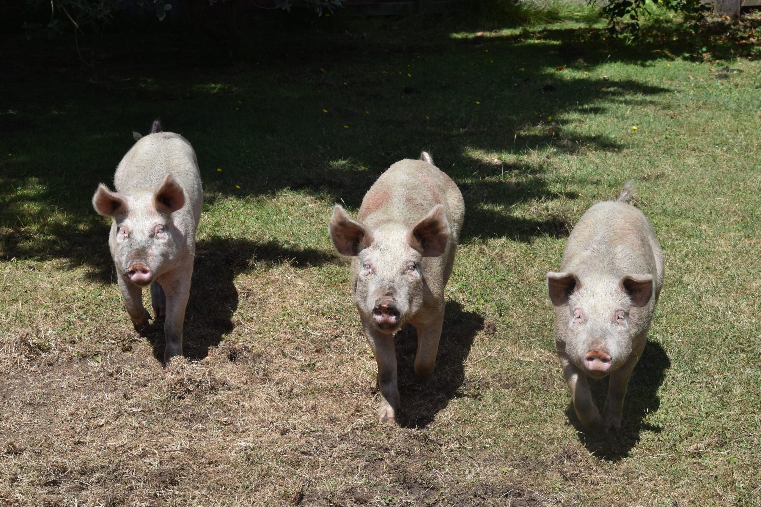 NEW STUDY LINKS PIG GRUNTS, OINKS AND SQUEALS TO EMOTIONS