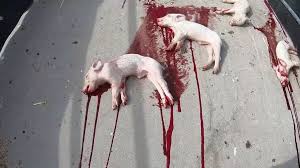 ‘Thumping’ and other slaughterhouse terms