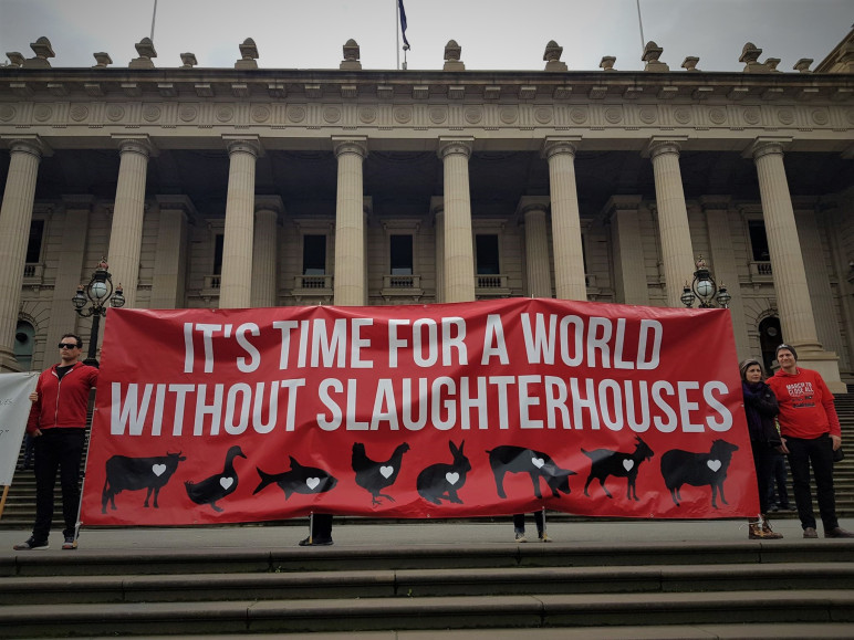 Lambs thrown and kicked and slaughtered fully conscious in Spanish slaughterhouse
