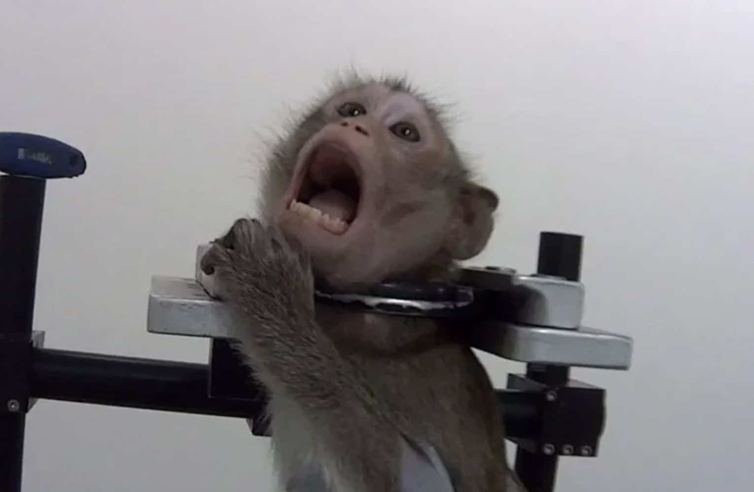 Why Vivisection is ethically wrong, cruel and unnecessary