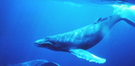 Killing Whales Makes Climate Change Worse