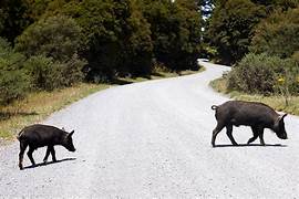 PIG HUNTING SHOULD BE BANNED