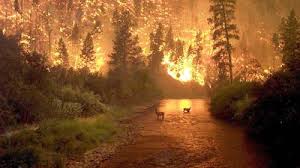 Animals Burning in Man-Made Fires