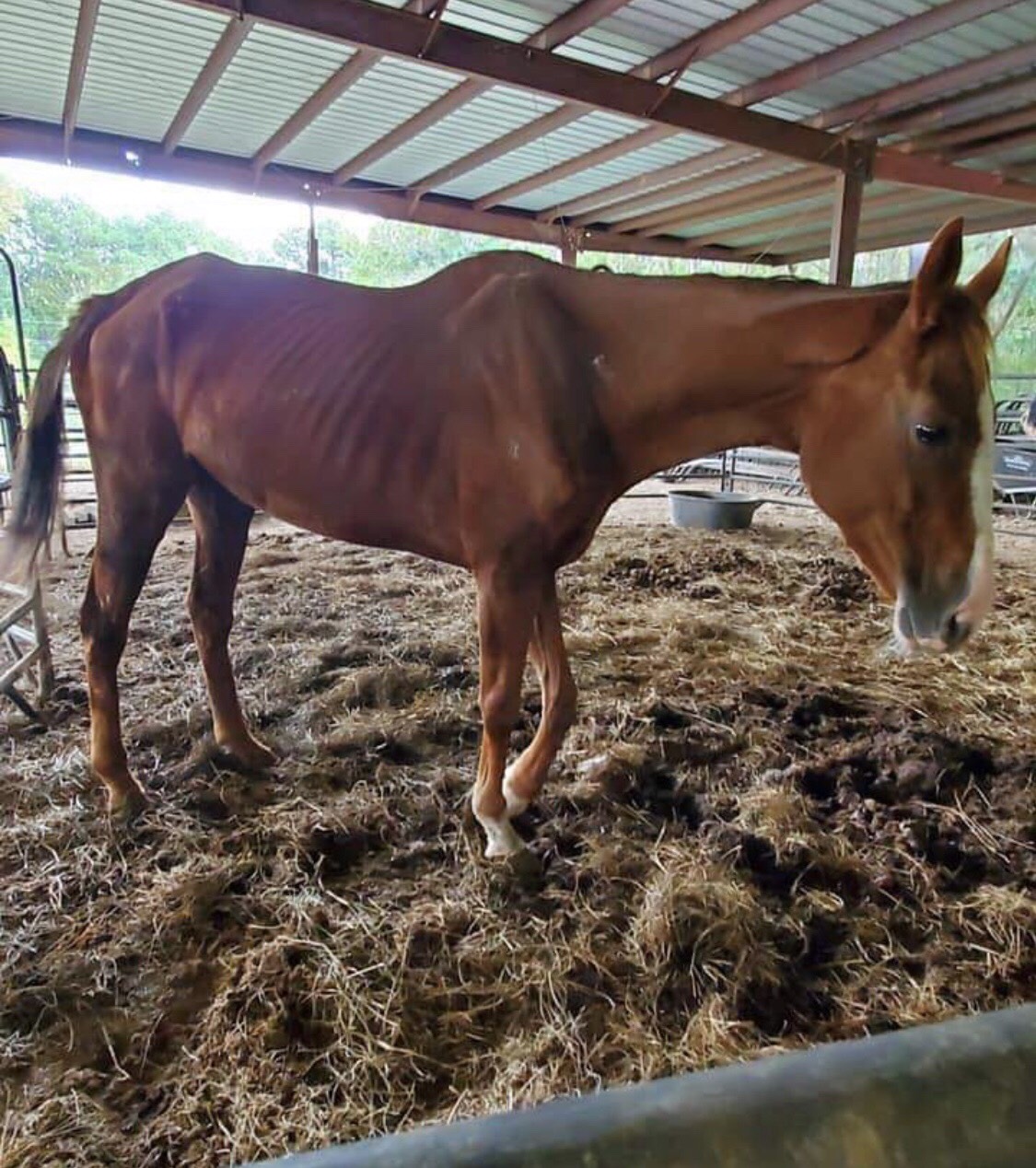 Ex-racehorse found starving nine months later