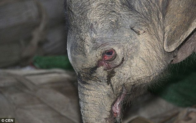 Baby elephant heartbroken over mother’s rejection cried for five hours
